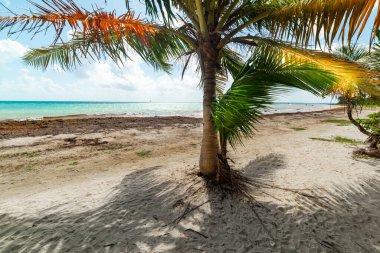 Guadeloupe 'daki Le Saline sahilindeki palmiye ağaçları, Fransız Batı Hint Adaları. Guadeloupe, Karayip Denizi 'ndeki Küçük Antiller' in bir parçasıdır.