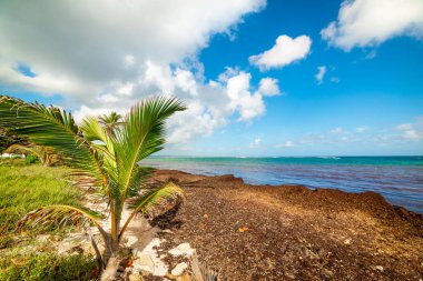 Le Moule, Guadeloupe 'daki Autre Bord plajında beyaz bulutlar. Guadeloupe, Antiller, Karayip Denizi 'nde bulunan Fransız Batı Hint Adaları' na ait bir takımadadır.