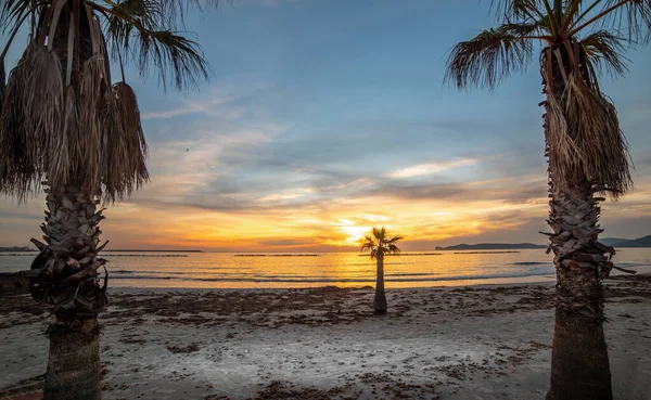 Palmeiras Costa Alghero Pôr Sol Sardenha Itália — Fotografia de Stock