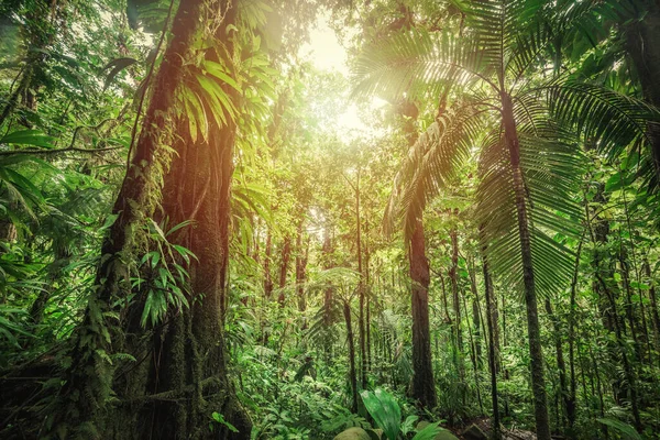 Gruesa Vegetación Selva Basse Terre Guadalupe Caribe — Foto de Stock