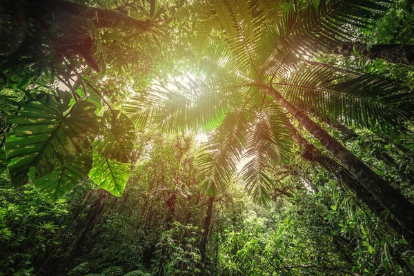 Felce Alta Nella Foresta Tropicale Basse Terre Guadalupa Caraibi — Foto Stock