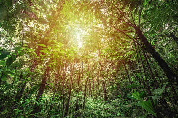 Vegetación Gruesa Bosque Tropical Basse Terre Guadalupe Caribe — Foto de Stock