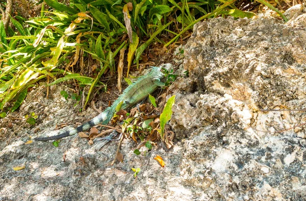 Nahaufnahme Eines Leguans Guadeloupe Karibik — Stockfoto