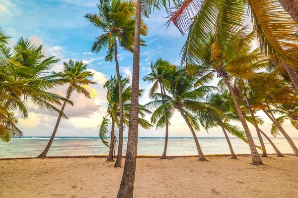 Palmeras Coco Playa Bois Jolan Atardecer Guadalupe Mar Caribe —  Fotos de Stock