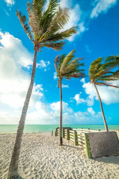 새벽에 솜브레로 해변에 야자나무들 Florida Keys Usa — 스톡 사진