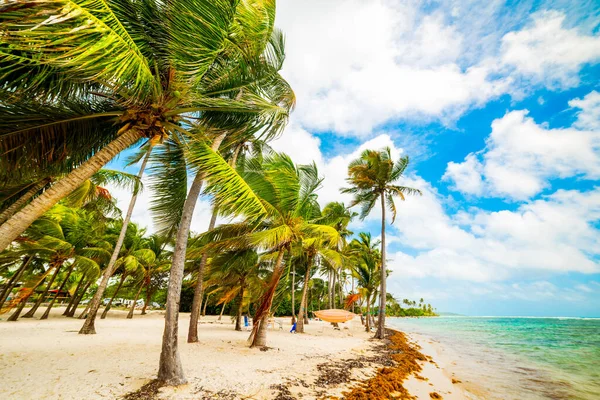 Coconut Palm Trees Bois Jolan Beach Guadeloupe French West Indies — Stock Photo, Image