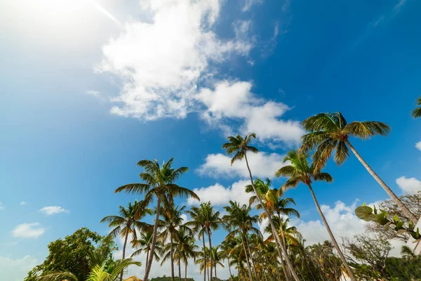 Kokosové Palmy Pod Modrou Oblohou Guadeloupu Francouzské Západní Indie Guadeloupe — Stock fotografie