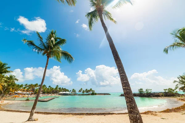 Palm Trees White Sand Bas Fort Beach Guadeloupe French West — Stock Photo, Image