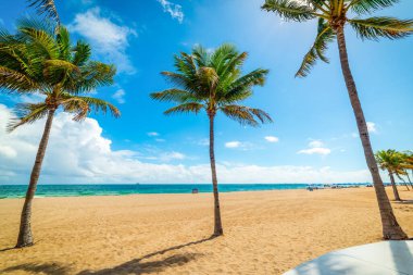 Fort Lauderdale 'deki Las Olas plajında palmiye ağaçları ve beyaz kumlar. Florida, ABD
