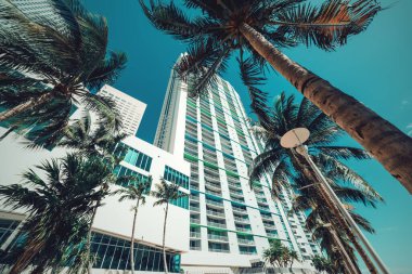 Miami şehir merkezindeki hindistan cevizi palmiyeleri ve gökdelenler. Güney Florida, ABD
