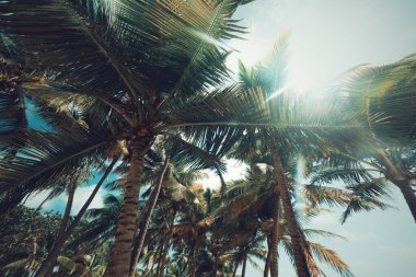 Guadeloupe, Fransız Batı Hint Adaları 'ndaki Bois Jolan plajında parlayan güneşin altındaki palmiye ağaçları. Daha Küçük Antiller, Karayip Denizi