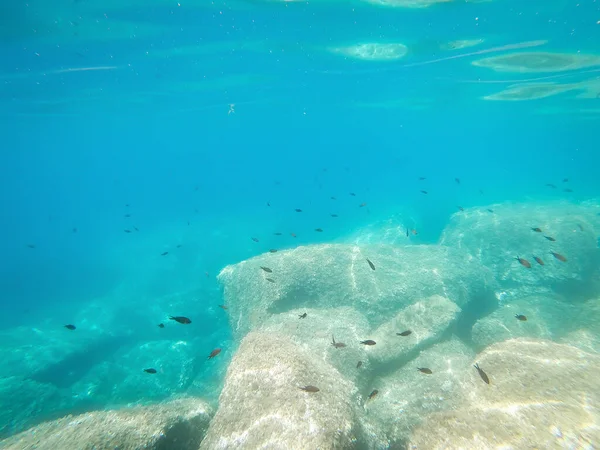 Schwarzer Fisch Und Türkisfarbenes Wasser Der Küste Von Alghero Sardinien — Stockfoto