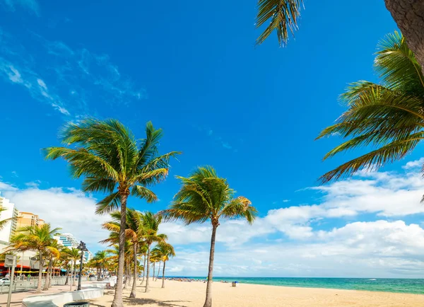 Kokospalmer Och Vit Sand Las Olas Beach Fort Lauderdale Usa — Stockfoto