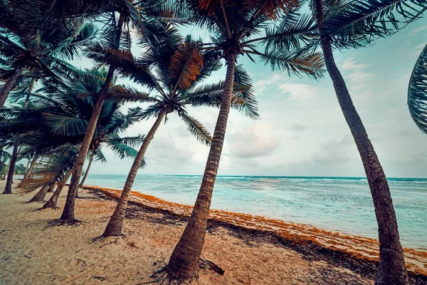 Palmeras Coco Arena Blanca Playa Bois Jolan Atardecer Guadalupe Mar — Foto de Stock