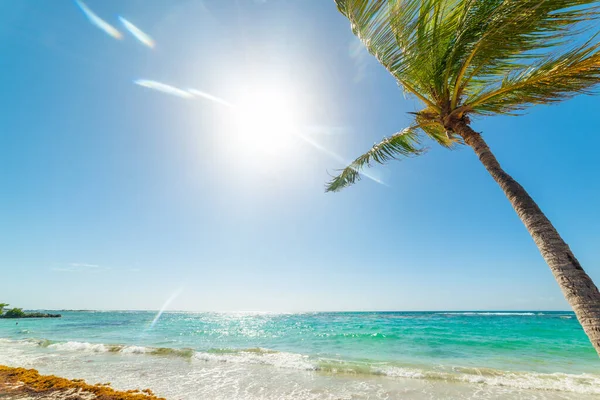 Пальмове Дерево Бірюзова Вода Пляжі Райсінс Клерс Гваделупі Французьких Західних — стокове фото
