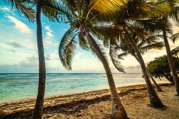 Kokosnoot Palmbomen Bois Jolan Beach Bij Zonsondergang Frans West Indies — Stockfoto