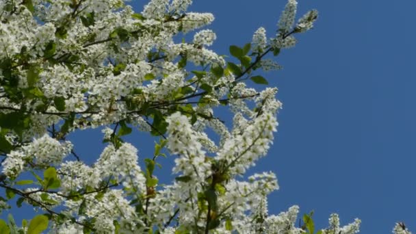 Våren Blommande Cherry Orchard Blå Himmel Bakgrund — Stockvideo