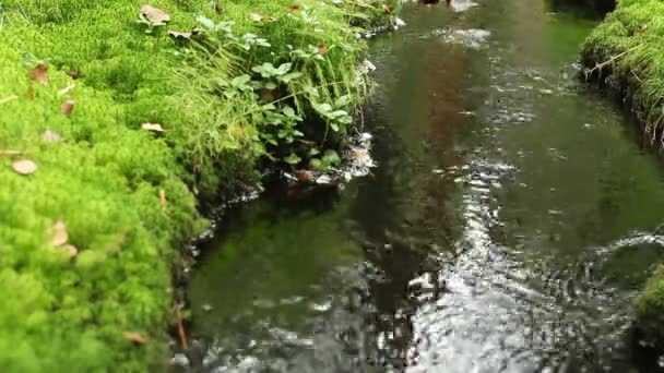 Çim Yemyeşil Bahar Yeşil Arka Plan — Stok video