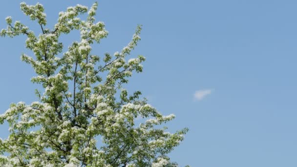 Grenar Körsbärsträd Täckta Med Massor Vita Blommor — Stockvideo