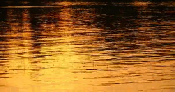 Goldenes Wasser Den Strahlen Der Abendsonne — Stockvideo