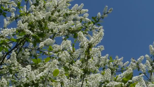 Blommande Körsbärsträd Mot Blå Himmel Kameran Rörelse — Stockvideo