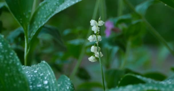 Λευκά Λουλούδια Του Κρίνου Της Κοιλάδας Δροσιά Πρωινή Φρεσκάδα — Αρχείο Βίντεο