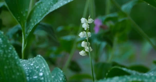 白いスズランの花 朝の新鮮さを露 — ストック動画