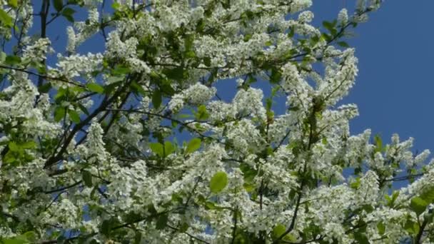 Frühjahrsblühendes Kirschpanorama Von Unten Nach Oben — Stockvideo