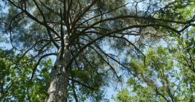 Bir büyük çam alt görünümü, dönüş yükü dallarında