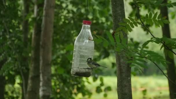 Mees Een Zelfgemaakte Vogelvoeders Slow Motion — Stockvideo