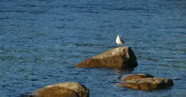 Blackhead Gull Stands Stone Blue Sea — Stock Video