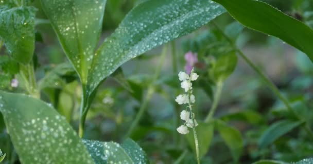 Lirio Del Valle Delicadas Flores Blancas Entre Hojas Verdes Cubiertas — Vídeos de Stock