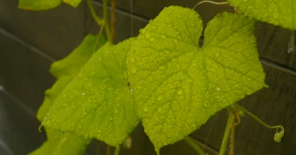 降雨量の大きな緑の葉に雨の滴します — ストック動画
