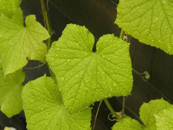 Gotas Chuva Folhas Pepino Verde — Fotografia de Stock