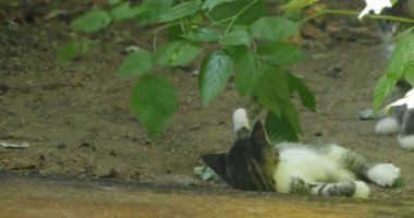Birbirleri ile oynayan iki şeritli yavru kedi