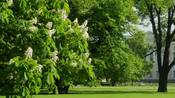 Castaño Floreciente Primavera Cámara Del Parque Real Movimiento — Vídeos de Stock