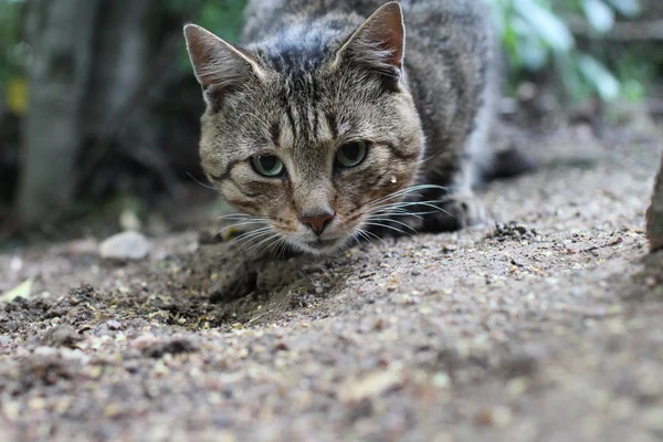 Úsťová šedá mourovatá kočka se zelenýma očima — Stock fotografie