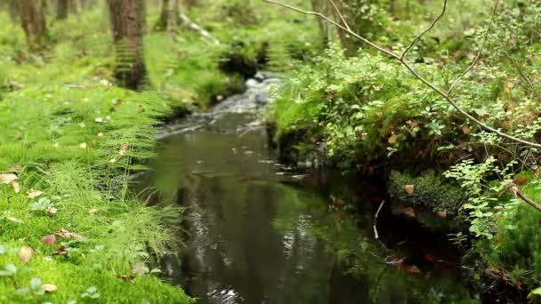 Fluxo Floresta Entre Vegetação Floresta — Vídeo de Stock