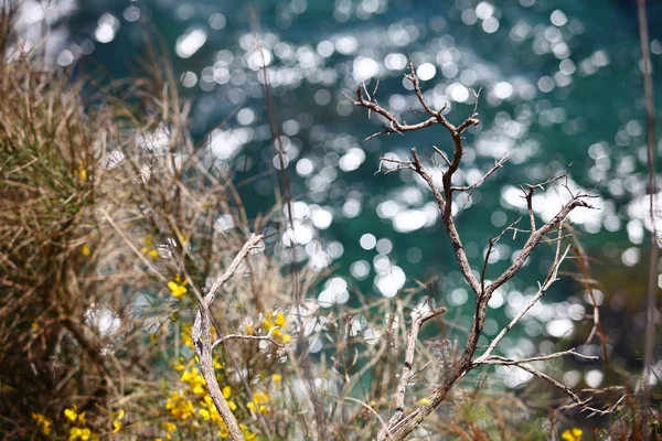 Sonne Getrocknet Mediterrane Vegetation Abstrakter Hintergrund — Stockfoto