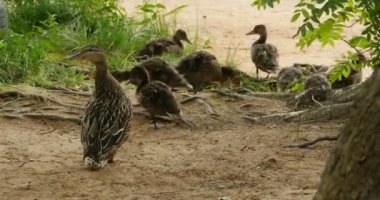 Nehir kıyısında üzerinde ördek yavrusu ile aile ördek
