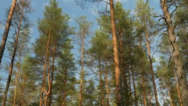 Siempre Verde Vista Del Bosque Pinos Desde Abajo Hacia Arriba — Vídeos de Stock