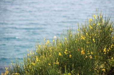  sahil sarı çiçekler