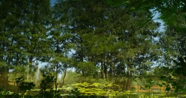 Árboles Reflejados Agua Vibrante Fondo Verde — Vídeo de stock