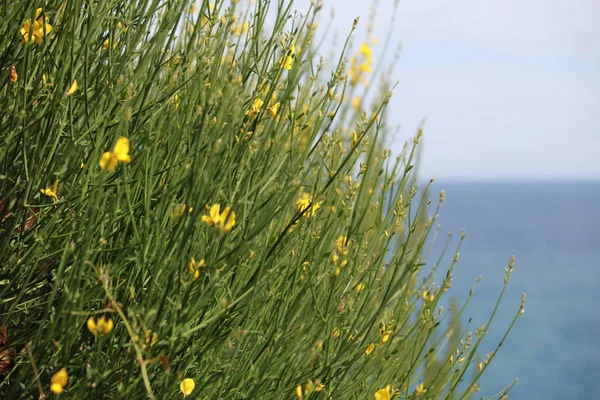 Gula Blommor Grön Vegetation Mot Havet — Stockfoto