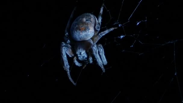 Noite Uma Aranha Enorme Mastiga Mandíbulas Girando Teia — Vídeo de Stock