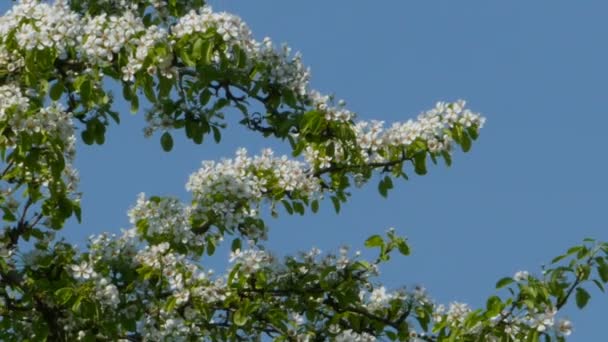 Árvore Maçã Espalhada Com Flores Zoom Out — Vídeo de Stock