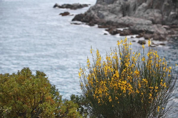 Bush Bright Yellow Flowers Rocky Seashore — Stock Photo, Image