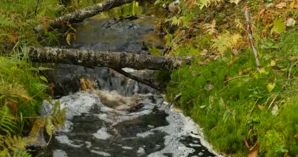 Autunno Foresta Torrente Cascata Vicino — Video Stock