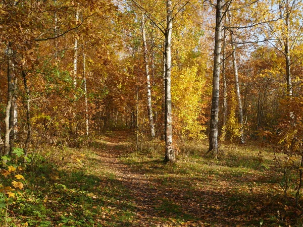 Güzel Sonbahar Orman Yol Mesafe Içine Düşen Sarı Yapraklar Gider — Stok fotoğraf