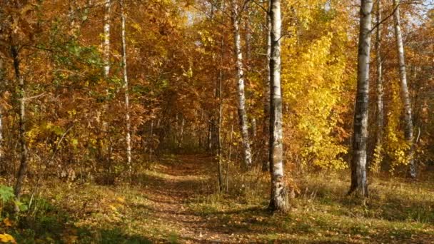 Hermoso Bosque Otoño Camino Distancia Hojas Amarillas Que Caen Panorama — Vídeo de stock